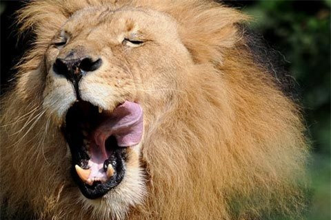 Một con sư tử ngáp ngủ tại vườn thú Zoom ở Gelsenkirchen, tây Đức.