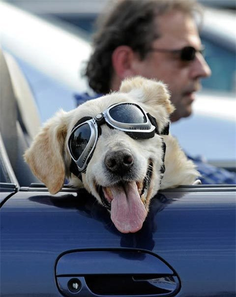 Chú chó Mo được cho diện kính chắn gió, bụi khi ngồi trên xe hơi mui trần đi mua sắm cùng chủ ở Gelsenkirchen, Đức.