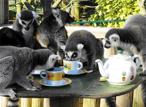 Đám vượn cáo tụ tập nhấm nháp tiệc trà. Chúng được các nhân viên sở thú pha trà xanh và cho thưởng thức bằng chén truyền thống.