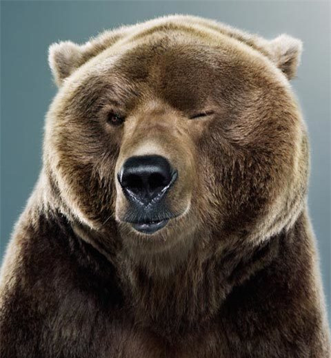 Chú gấu xám có tên Koda nháy mắt tinh nghịch khi được chụp ảnh tại công viên Frazier, California (Mỹ)