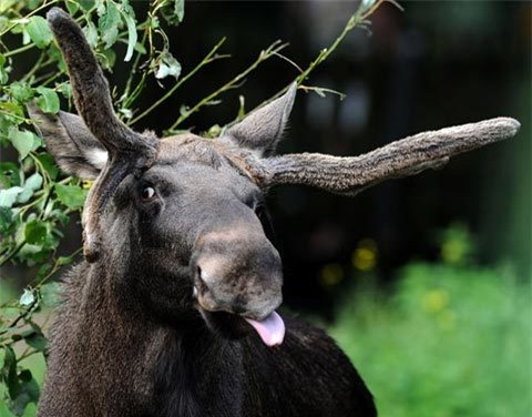 Một con nai sừng Bắc Mỹ lè lưỡi tạo dáng khôi hài ở vườn thú Zoom, Gelsenkirchen, tây Đức.