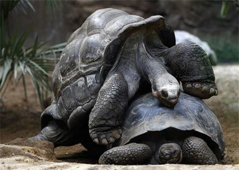 Hai con rùa đang đùa nghịch tại vườn thú London, Anh.