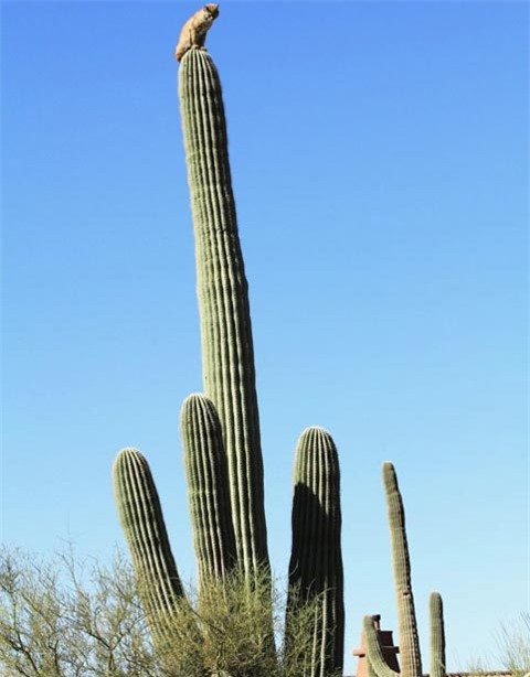 Một con linh miêu Mỹ trèo lên đỉnh một cây xương rồng gai cao 15 mét và trsu chân ở đó suốt 6 giờ nhằm thoát khỏi sự săn đuổi của một con sư tử núi trong sa mạc Sonoran, bang Arizona, Mỹ.