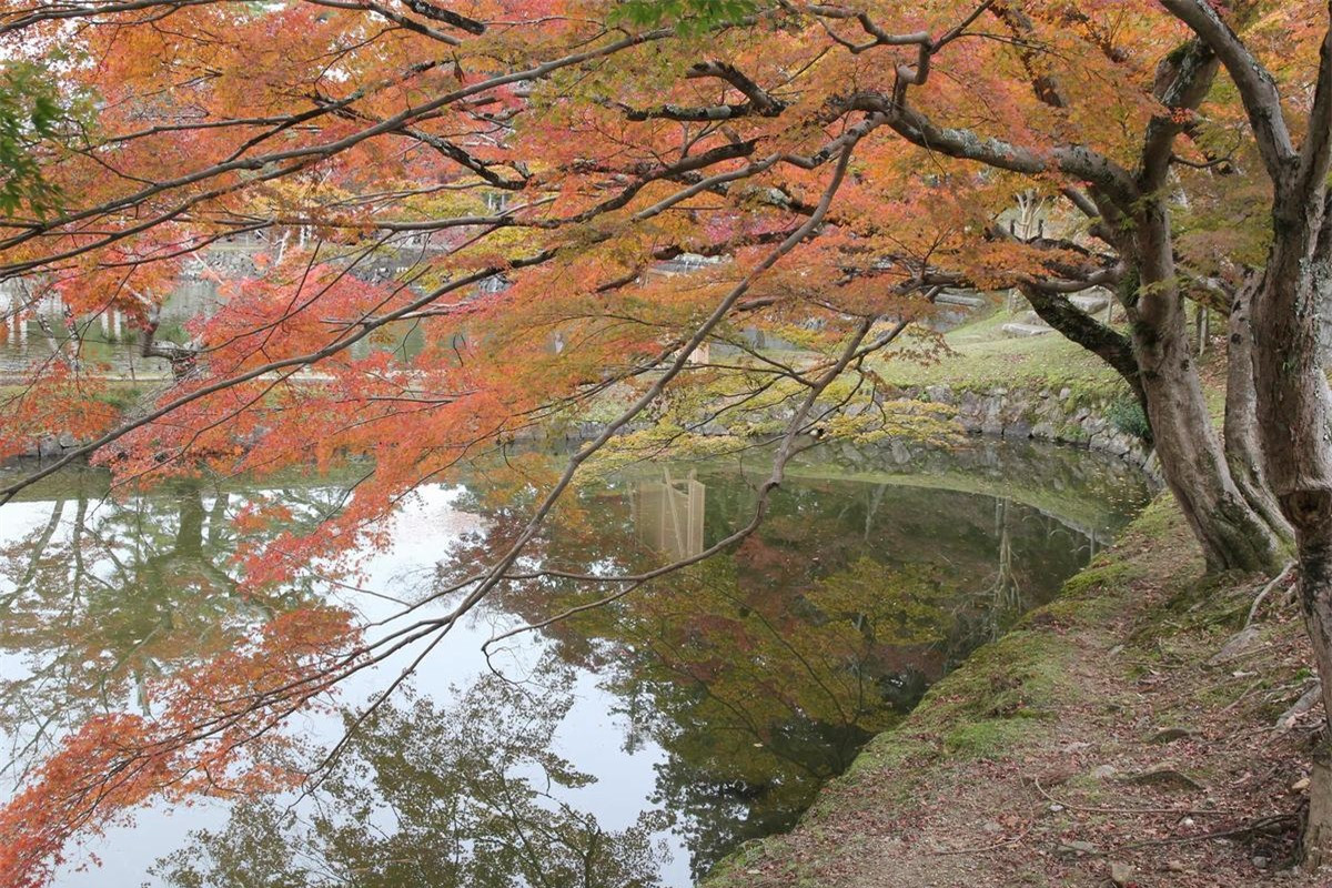 Vào mùa thu, Nhật Bản là một trong những nơi chiêm ngưỡng sắc thu đẹp nhất. Và Nara là nơi bạn hãy thử một lần ghé qua để cảm nhận thu rất đỗi bình dị, nhẹ nhàng nhưng cũng rất khác lạ.