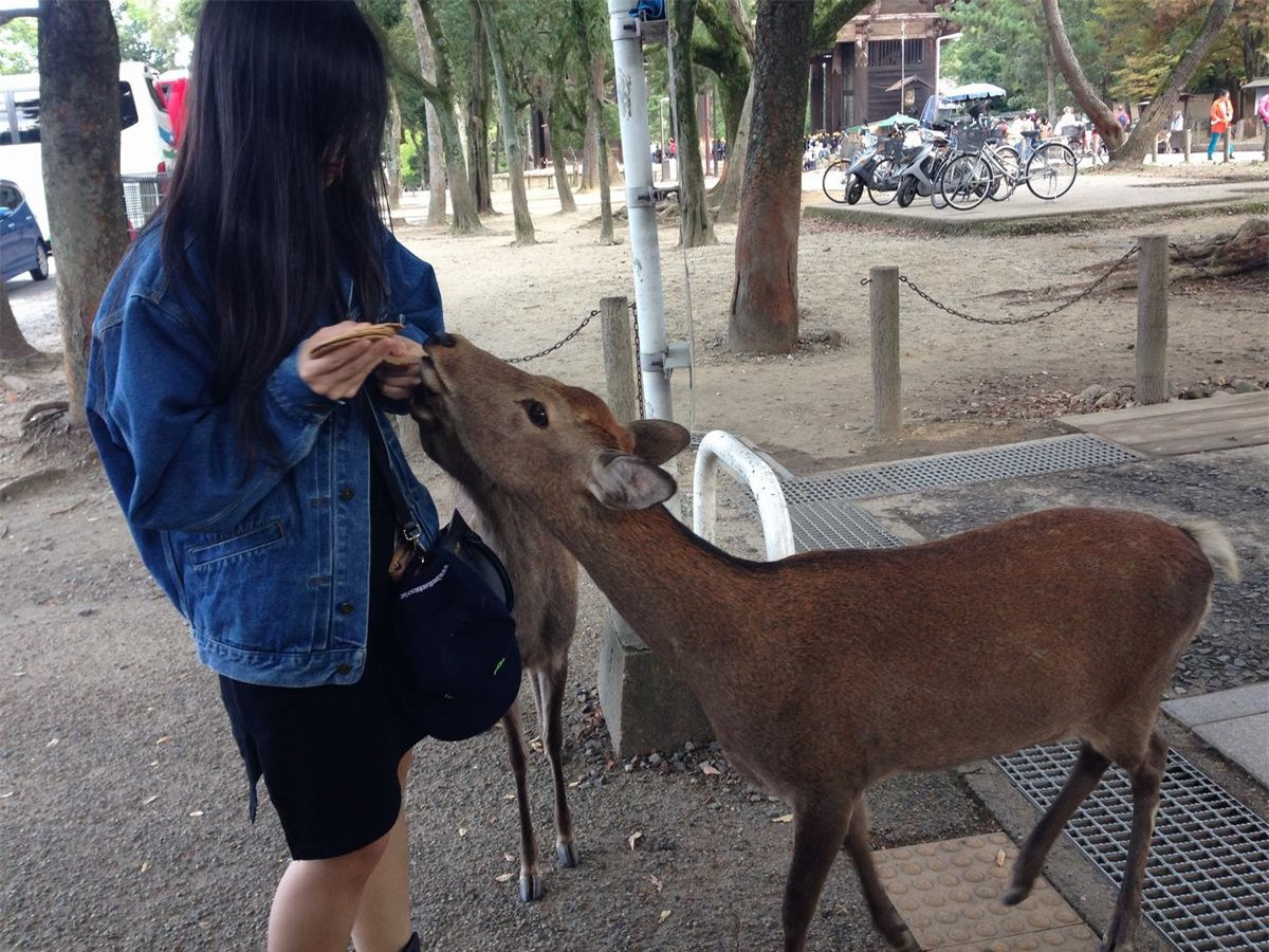 Nhưng hãy cân nhắc bởi bạn sẽ nhanh chóng bị cả bầy hươu, nai vây quanh. Và một số chú khá dữ dằn thậm chí “cắn yêu” bạn nếu không được phần.