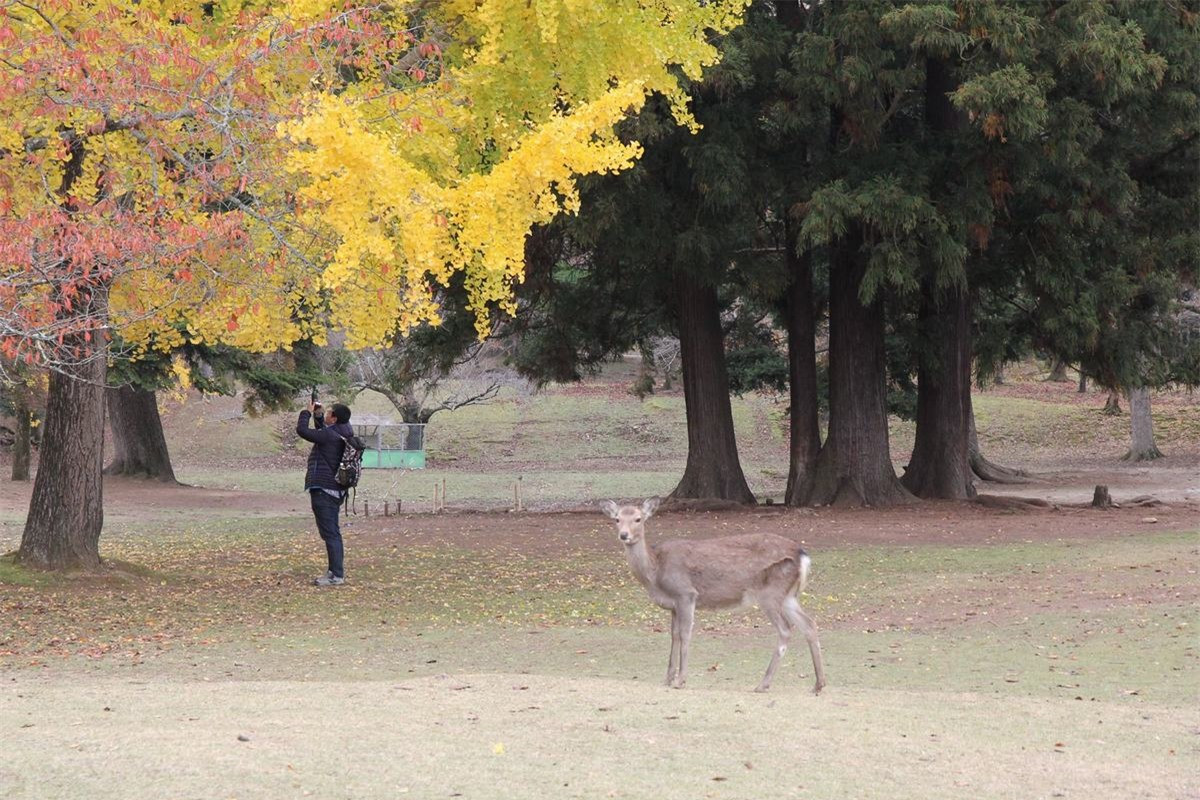 Vào mùa thu, nơi đây tràn ngập sắc vàng, sắc đỏ khi lá thay màu, thu hút du khách và người dân đến ngắm cảnh.