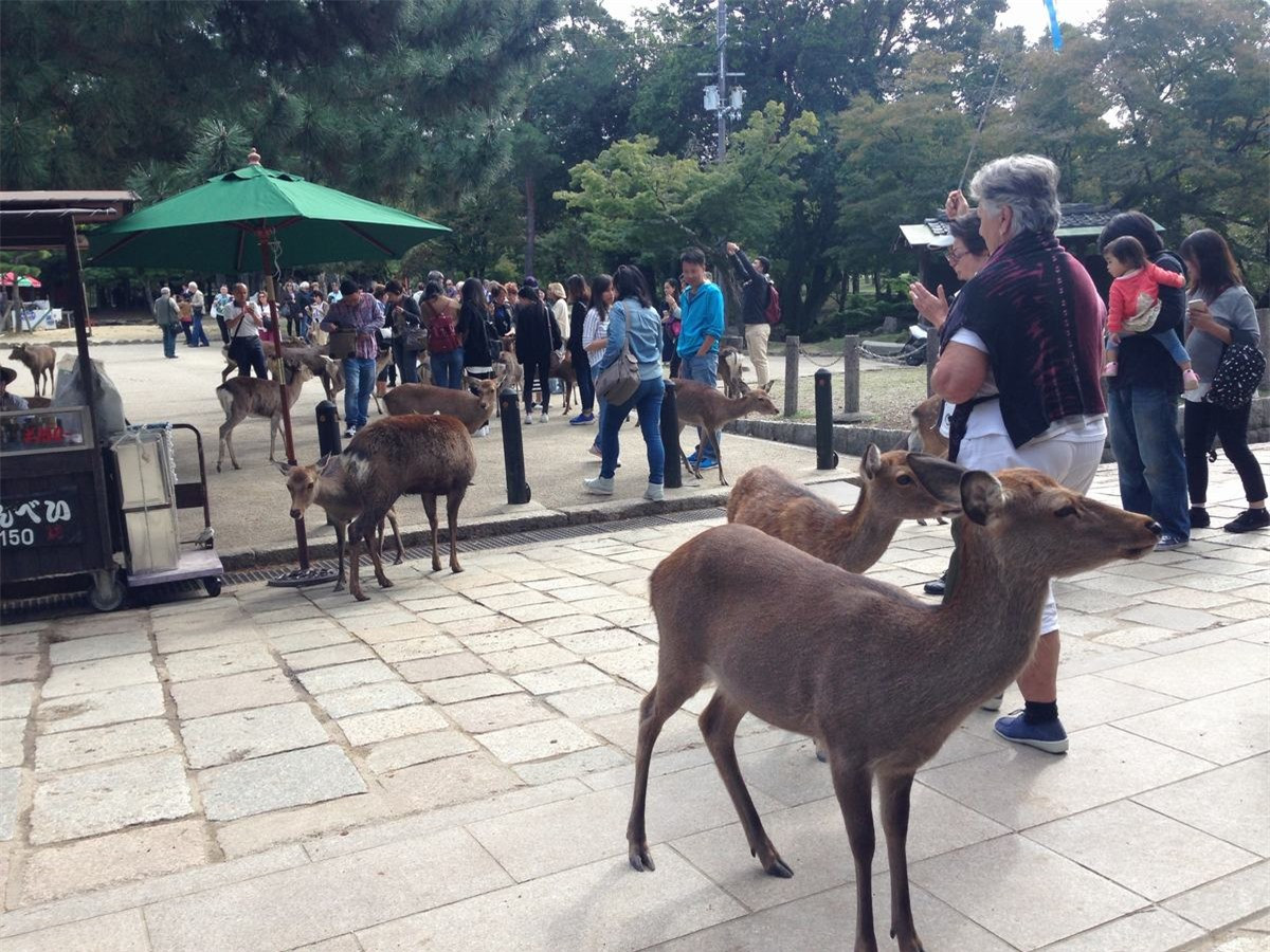 Bạn có thể mua bánh Nara-senbei - món ăn ưa thích của những chú hươu, nai này, để dụ chúng đến và chụp những bức ảnh dễ thương.