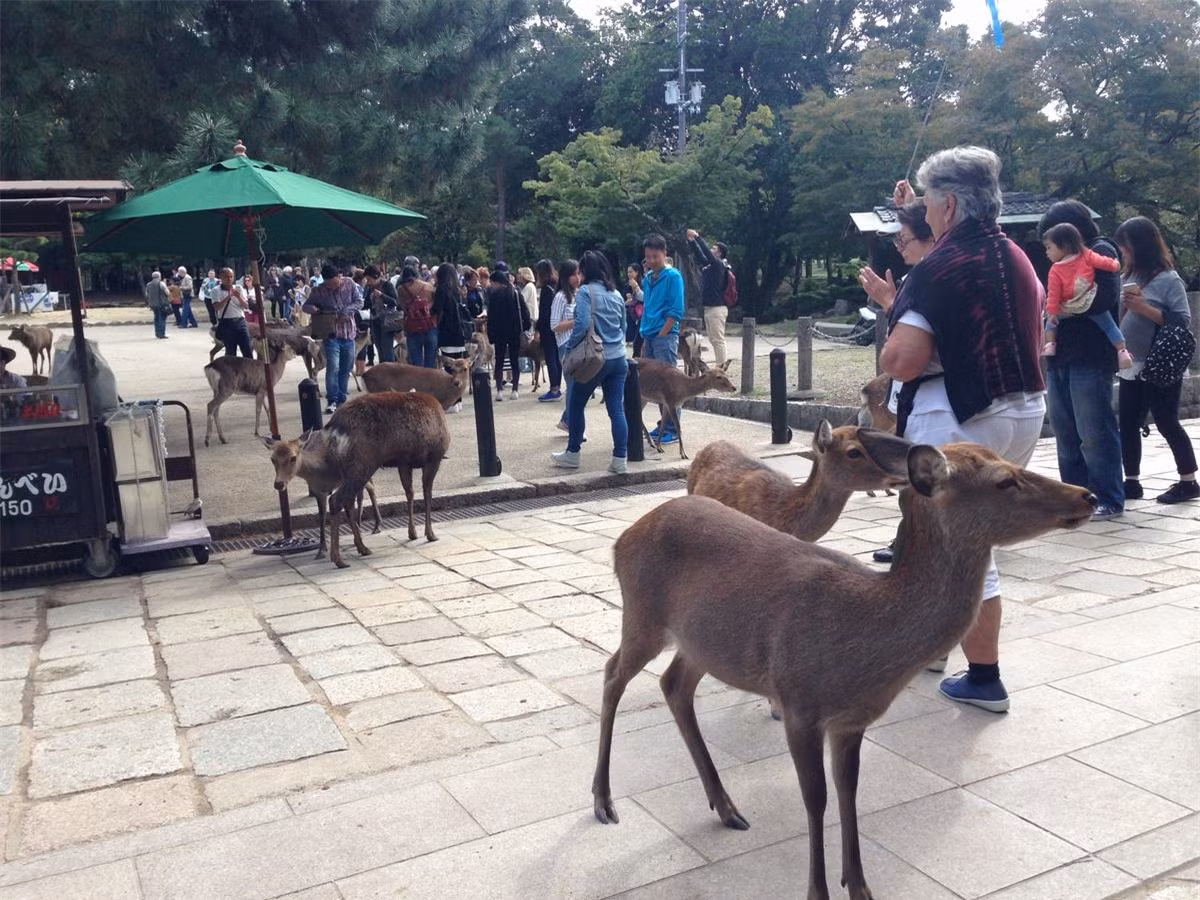 Bạn có thể mua bánh Nara-senbei - món ăn ưa thích của những chú hươu, nai này, để dụ chúng đến và chụp những bức ảnh dễ thương.