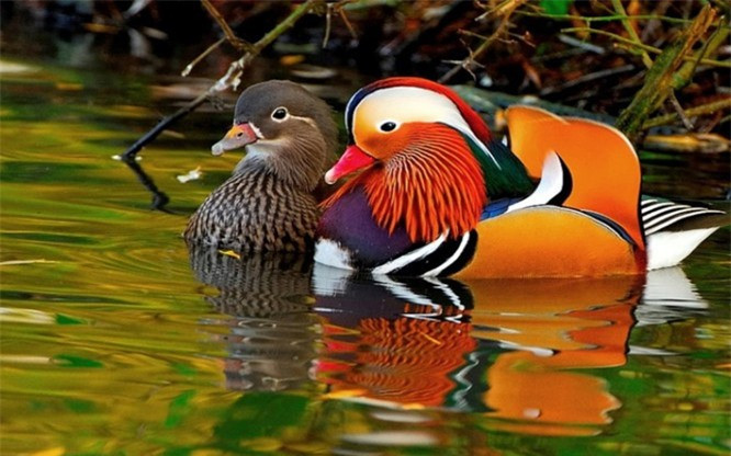 10. Vịt Mandarin: Đây là loại vịt có nguồn gốc từ Trung Quốc và Nhật Bản và được coi là vịt đẹp nhất thế giới. Chúng thường tìm bạn đời theo mùa. Một điều đặc biệt là vịt cái thường không kêu quạc quạc như vịt thông thường khác. 