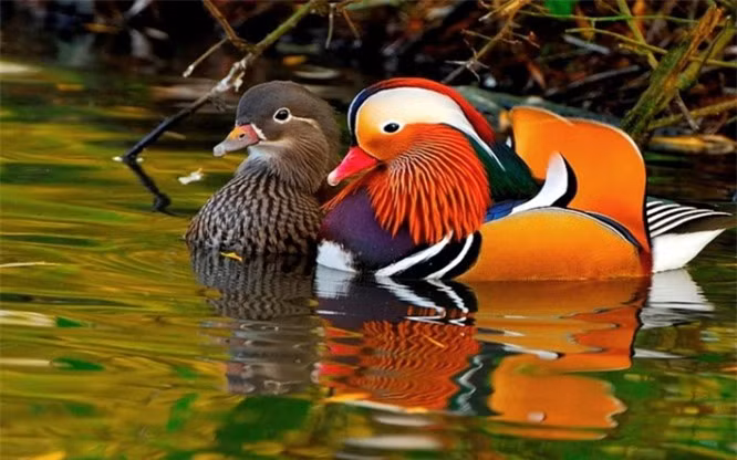 10. Vịt Mandarin: Đây là loại vịt có nguồn gốc từ Trung Quốc và Nhật Bản và được coi là vịt đẹp nhất thế giới. Chúng thường tìm bạn đời theo mùa. Một điều đặc biệt là vịt cái thường không kêu quạc quạc như vịt thông thường khác. 