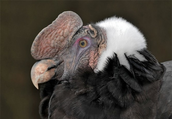 9.Andean Condor: Sinh vật tuyệt đẹp này là loài chim ăn thịt lớn nhất thế giới. Điều thú vị là những con chim này 2 năm mới đẻ một quả trứng và thời gian ấp kéo dài 54-58 ngày.