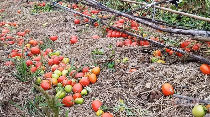 Len mang mua nong san: Cham dut cu cai do song-Hinh-4