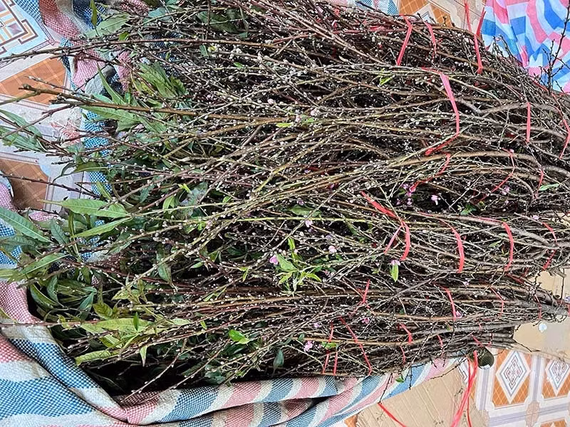 Dao rung o at xuong pho som, gia re chua tung co-Hinh-2