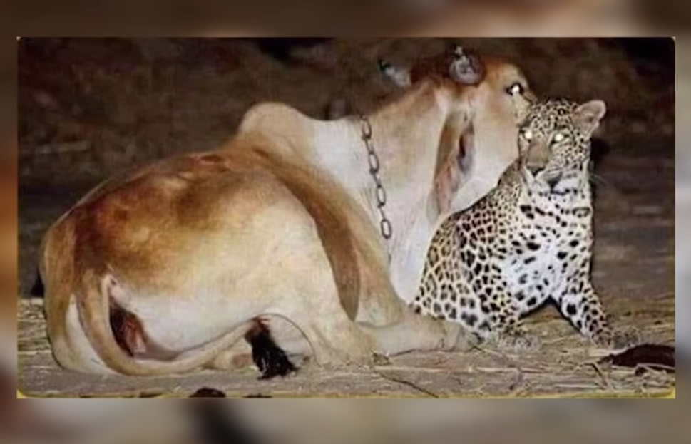 Thấy con báo cứ lui tới chỗ chuồng bò, rồi sững sờ khi biết lý do - Hình 2 Thay con bao cu lui toi cho chuong bo, roi sung so khi biet ly do-Hinh-2