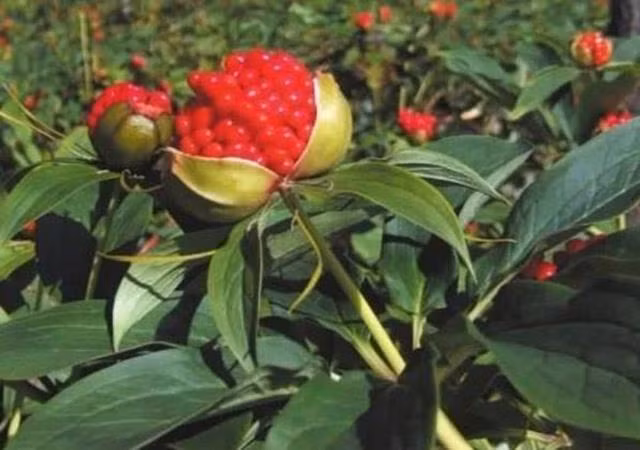 Trong hoa nhin nhu qua luu, nong dan dut tui hang trieu/kg