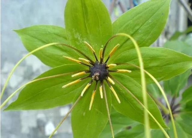 Trong hoa nhin nhu qua luu, nong dan dut tui hang trieu/kg-Hinh-2