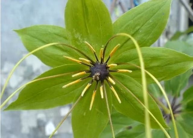 Trong hoa nhin nhu qua luu, nong dan dut tui hang trieu/kg-Hinh-2