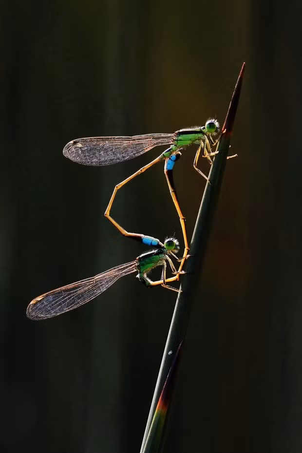 Cac tac pham doat giai nhiep anh thien nhien the gioi 2020-Hinh-5