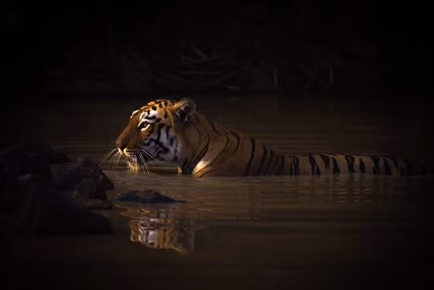 Cac tac pham doat giai nhiep anh thien nhien the gioi 2020-Hinh-11