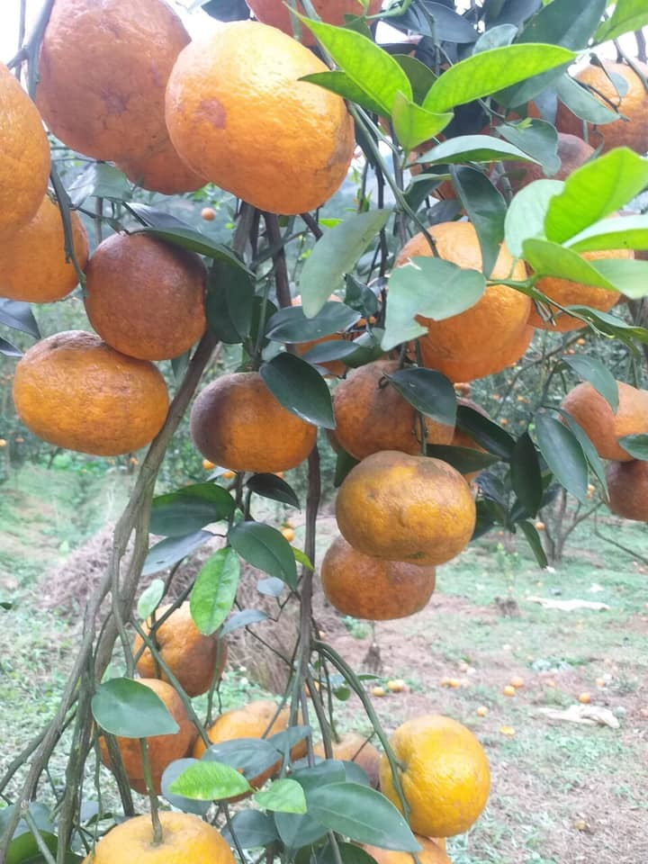 Cam sanh Ha Giang gia sieu re chi 6 nghin dong/kg-Hinh-3