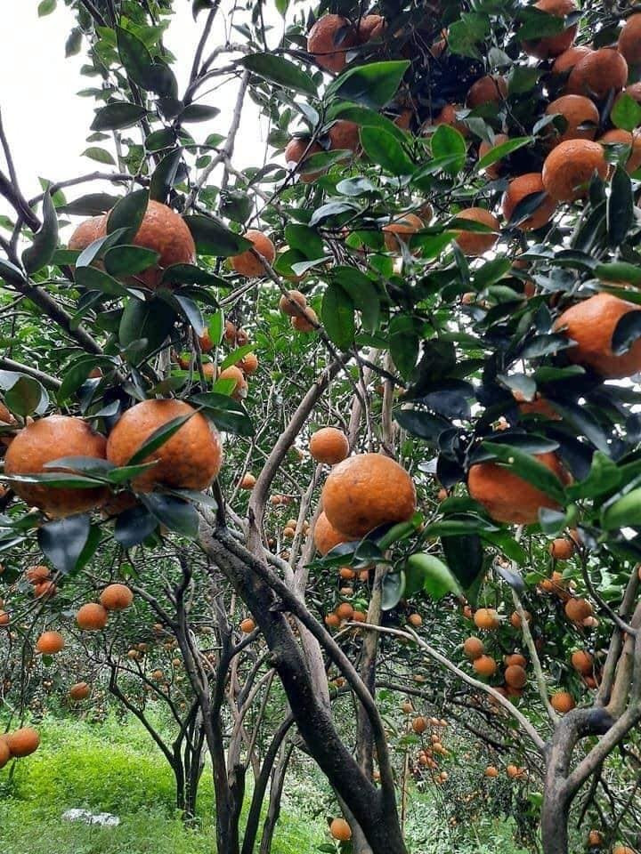 Cam sanh Ha Giang gia sieu re chi 6 nghin dong/kg-Hinh-2