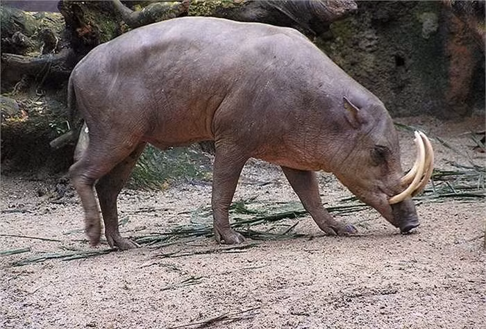Lợn hươu có nguồn gốc ở Celebes và các đảo xung quanh của Indonesia. Nó là thành viên duy nhất trong chi Babyrousa. 