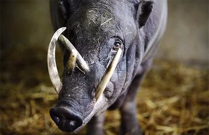 Loài lợn hươu khá lớn. Con trưởng thành nặng tới 250kg, thậm chí 300kg. 