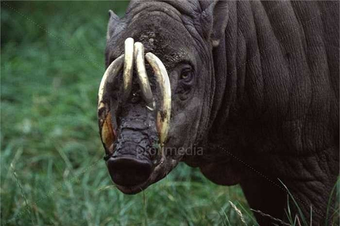 Chúng còn được gọi là lợn hươu, với danh pháp khoa học là Babyrousa babyrussa. 