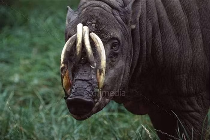 Chúng còn được gọi là lợn hươu, với danh pháp khoa học là Babyrousa babyrussa. 