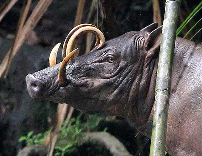 Lợn hươu hiện đang ở trong danh sách các loài đang gặp nguy hiểm bởi mất môi trường sống và sự săn bắt khốc liệt của con người. 