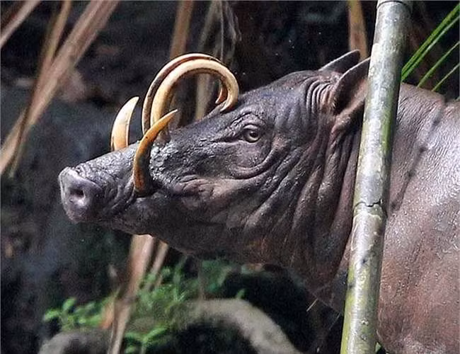 Lợn hươu hiện đang ở trong danh sách các loài đang gặp nguy hiểm bởi mất môi trường sống và sự săn bắt khốc liệt của con người. 