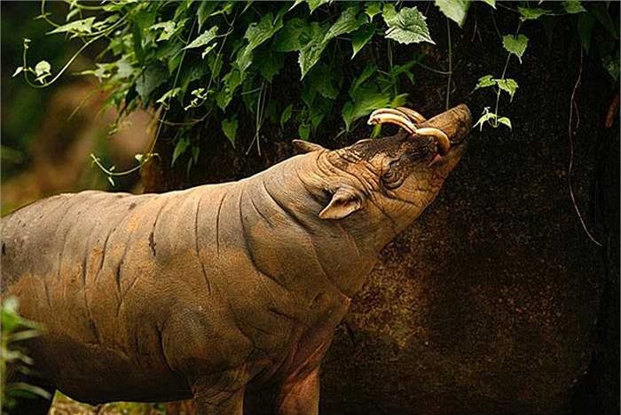 Điều thú vị là loài lợn này có tới 3 dạ dày. Vậy nên, chúng còn được biết đến là loài thú nhai lại. 