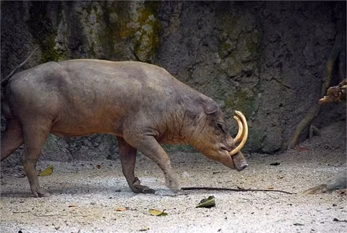 Trong tự nhiên, một đàn lợn hươu cái có thể lên đến gần 100 con. 