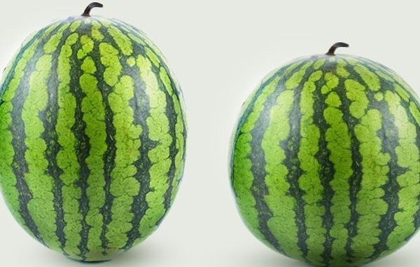 Meo giup ban chon dua hau ngon ngot, khong can go vao vo