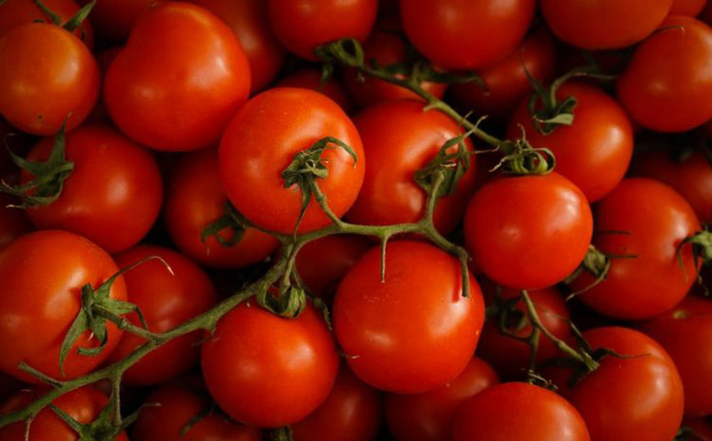 Loại cà chua chỉnh sửa gene giúp giảm căng thẳng và sợ hãi? ảnh 1 Loại cà chua chỉnh sửa gene giúp giảm căng thẳng và sợ hãi? ảnh 1