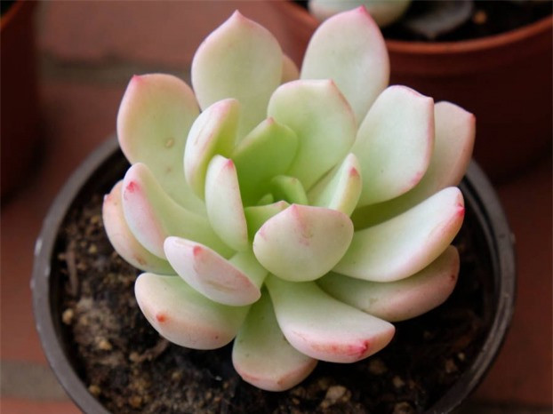 7 loại cây cảnh dễ gây nguy hiểm, không nên trồng trong nhà ảnh 2