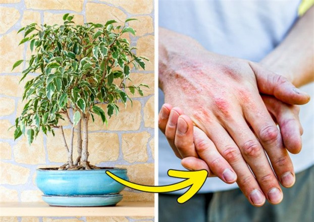 7 loại cây cảnh dễ gây nguy hiểm, không nên trồng trong nhà ảnh 6