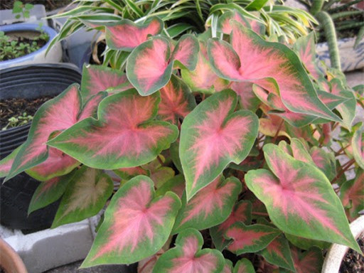 7 loại cây cảnh dễ gây nguy hiểm, không nên trồng trong nhà ảnh 5