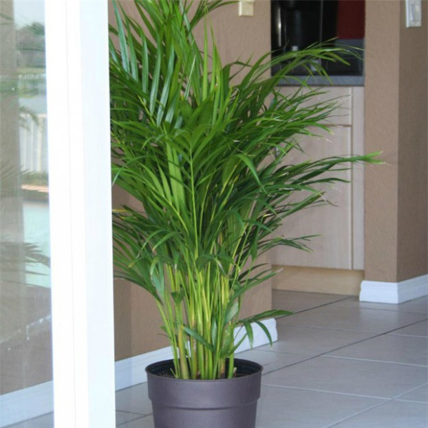 7 loại cây cảnh dễ gây nguy hiểm, không nên trồng trong nhà ảnh 7