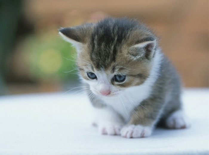 Tháng 2 âm: 3 con giáp ngồi trong nhà cũng gặp tai ương - Hình 2 Thang 2 am: 3 con giap ngoi trong nha cung gap tai uong-Hinh-2