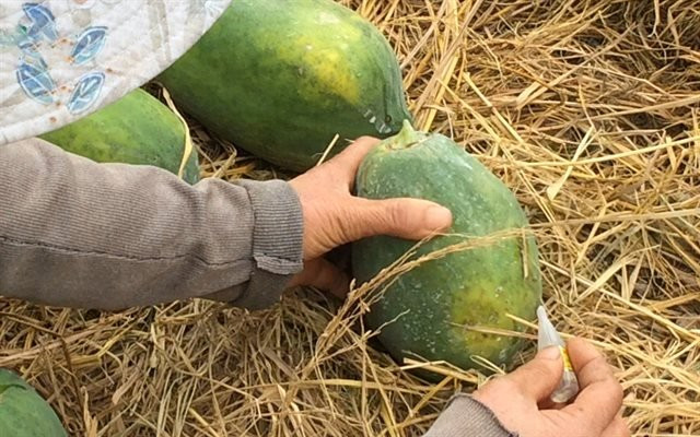 7 loai trai cay ban day cho de bi ngam u hoa chat-Hinh-4