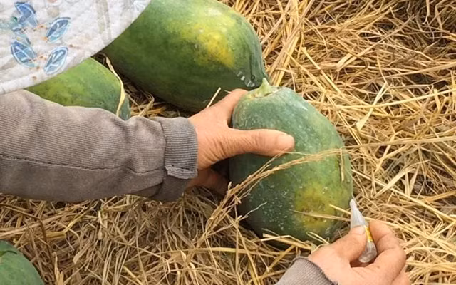 7 loai trai cay ban day cho de bi ngam u hoa chat-Hinh-4