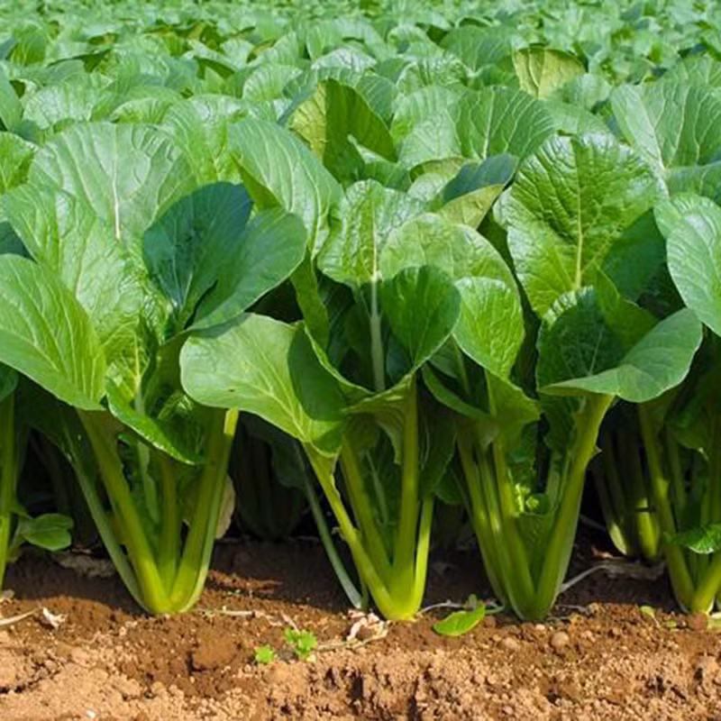 Thuong xuyen bo sung 9 loai thuc pham nay de giai doc gan-Hinh-2