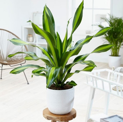 5 cay canh tot cho phong thuy, giup gia chu cai thien tai van-Hinh-5