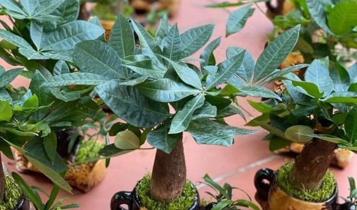 5 cay canh tot cho phong thuy, giup gia chu cai thien tai van-Hinh-3