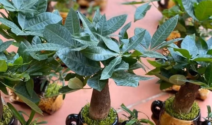 5 cay canh tot cho phong thuy, giup gia chu cai thien tai van-Hinh-3