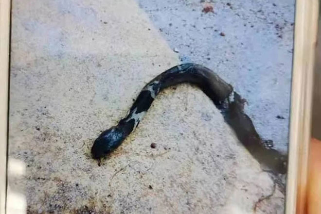 Bị đánh, rắn hổ mang giả vờ chết để trả thù Bi danh, ran ho mang gia vo chet de tra thu