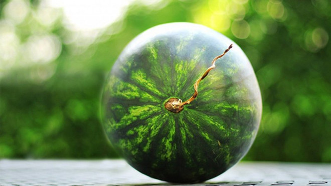 Sung sot voi thu ben trong qua dua khung nang 10kg-Hinh-4