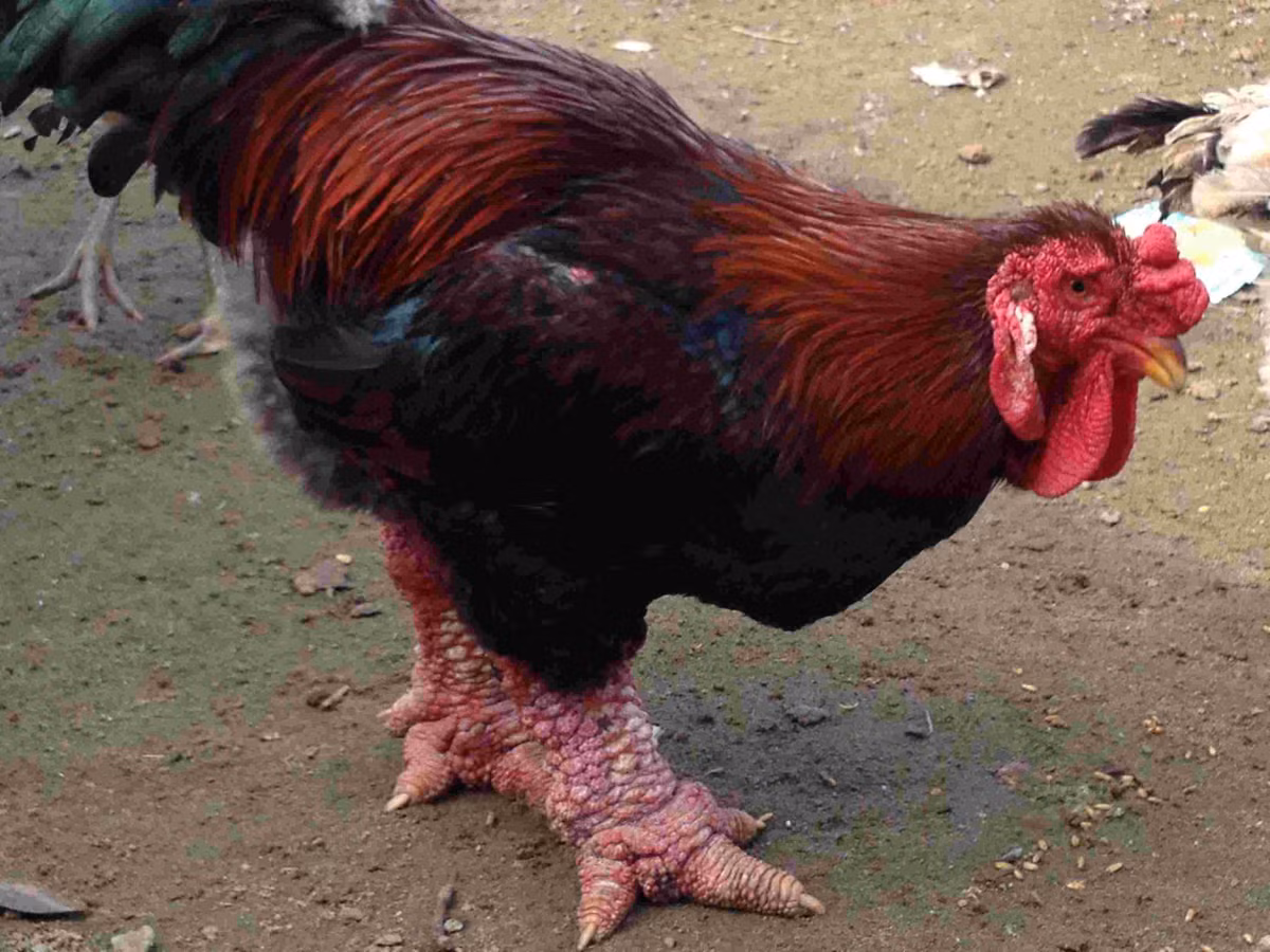 5 loai dac san tien vua-Hinh-9