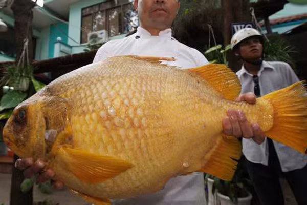 5 loai dac san tien vua-Hinh-6